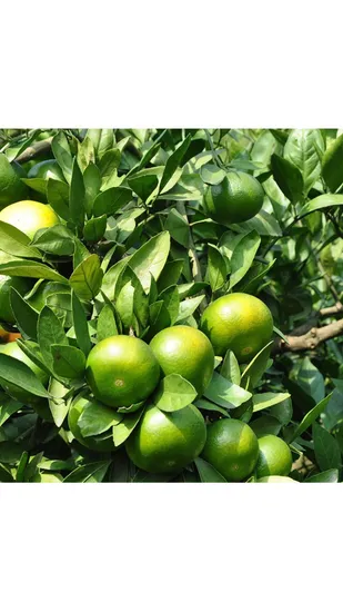 Dried Mandarin Orange Dried Tangerine